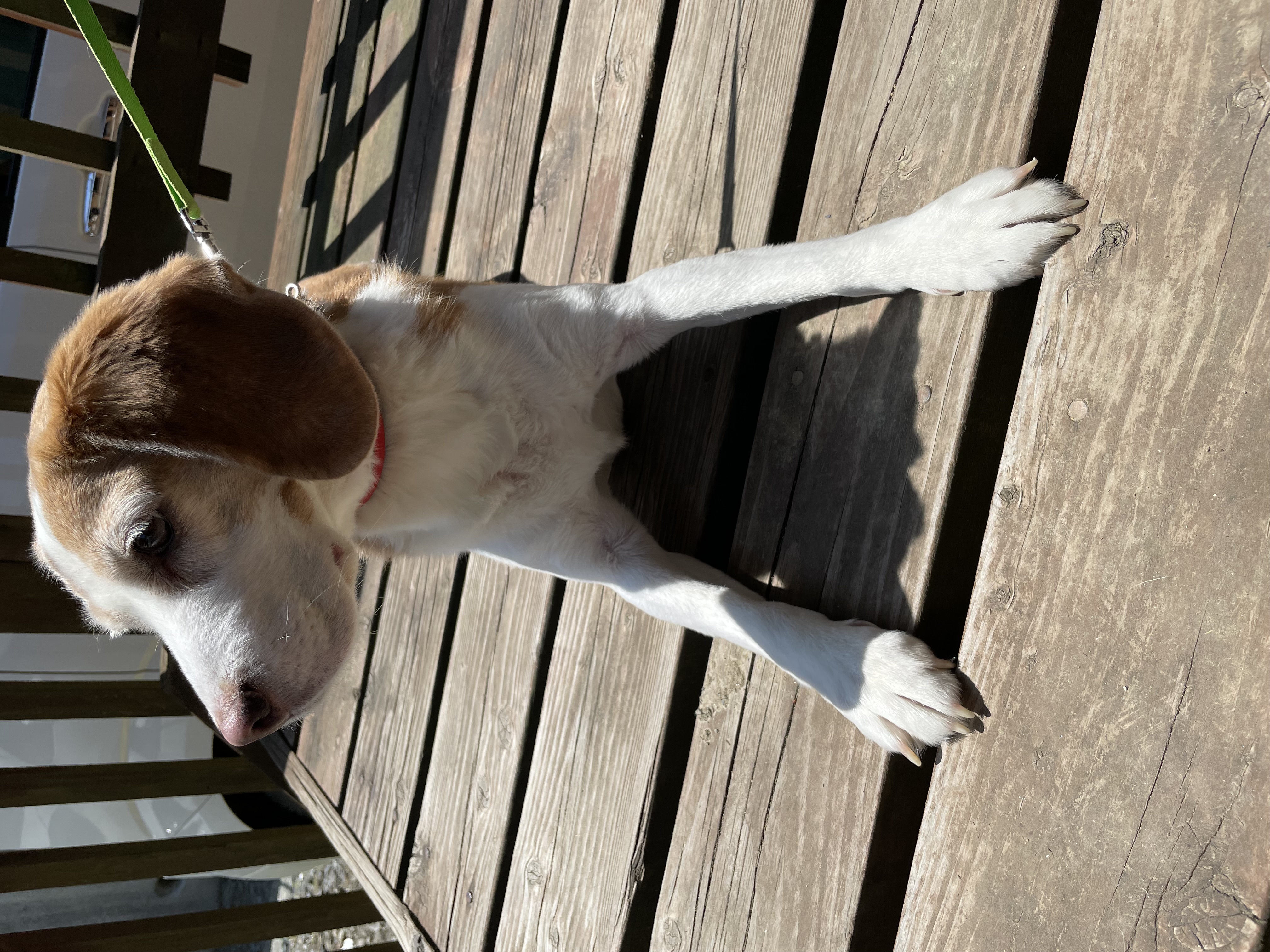 スタッフブログウッドデッキのある暮らし