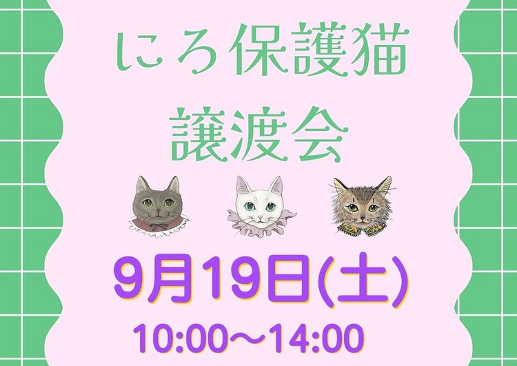 🐱保護猫譲渡会🐱 画像